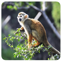 冒险猴子香蕉手机版下载-最新版免费下载